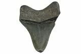 , Fossil Megalodon Tooth - Georgia #338754-1